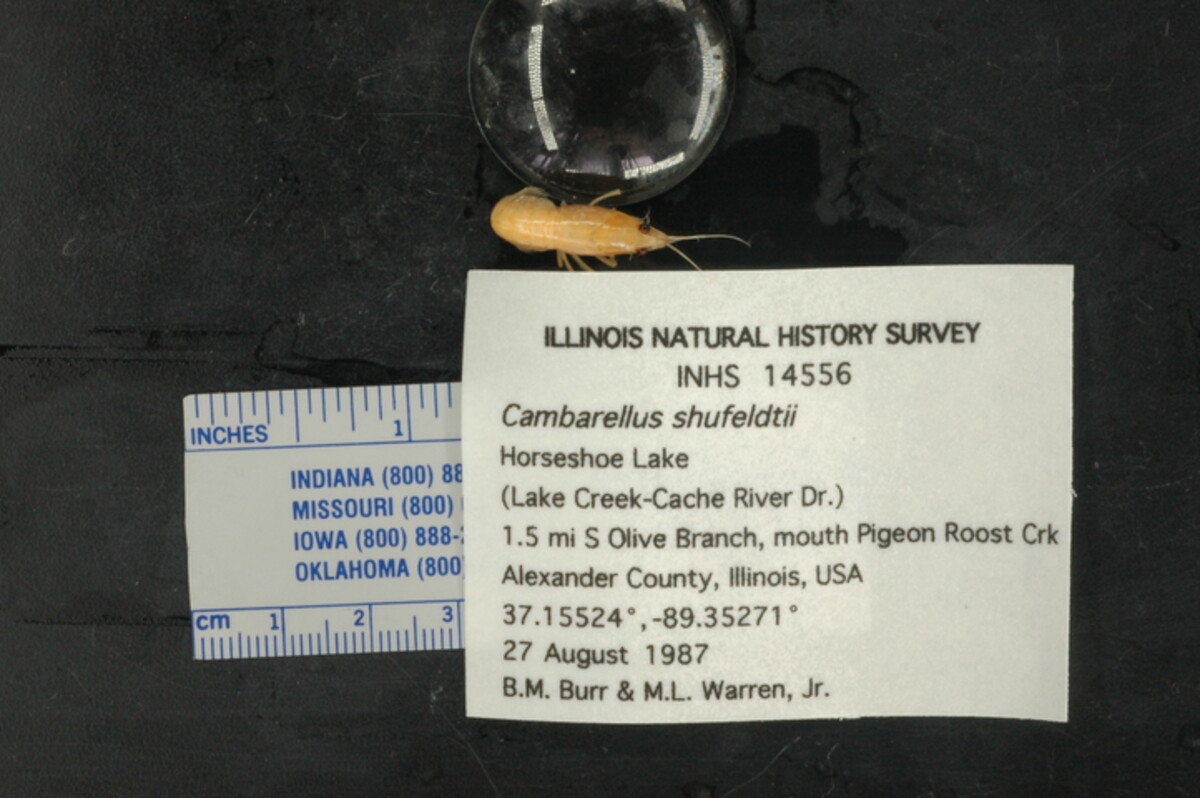 Cambarellus image